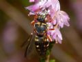 Epeolus cruciger